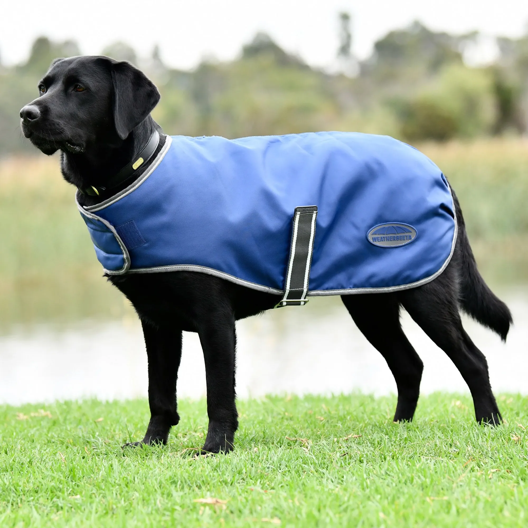 Weatherbeeta Windbreaker Free Dog Coat